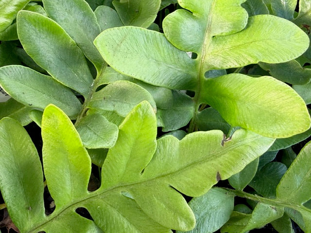 Blechnum tabulae (Mountain Blechnum)