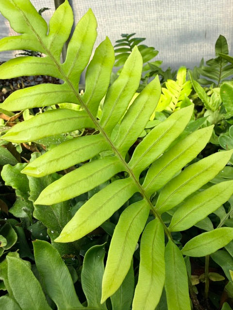 Blechnum tabulare (Mountain Blechnum)