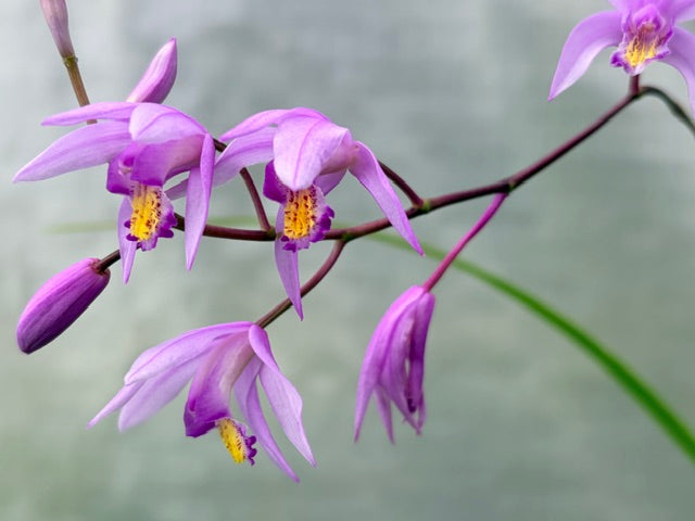 Bletilla 'Penway Paris' (Chinese Ground Orchid)