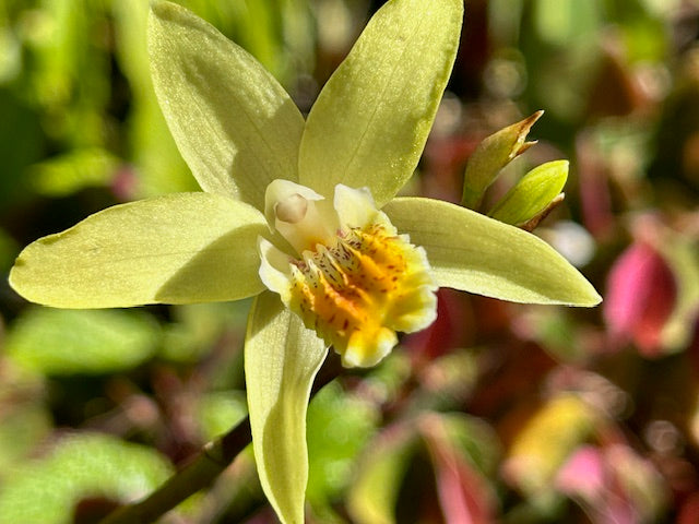 Bletilla ochracea   (Chinese Ground Orchid)