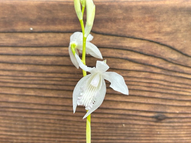 Bletilla striata 'Innocence'  (Chinese Ground Orchid)