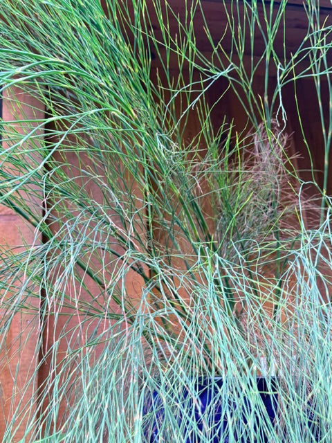 Cannomois grandis (Cape Rush, Bell Reed)