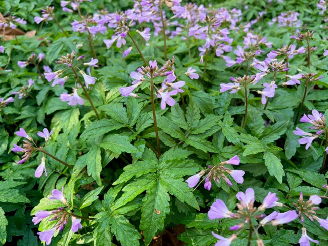 Cardamine quinquefolia (Black Sea Toothwort)
