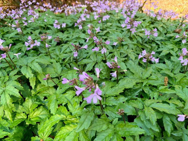 Cardamine quinquefolia (Black Sea Toothwort)