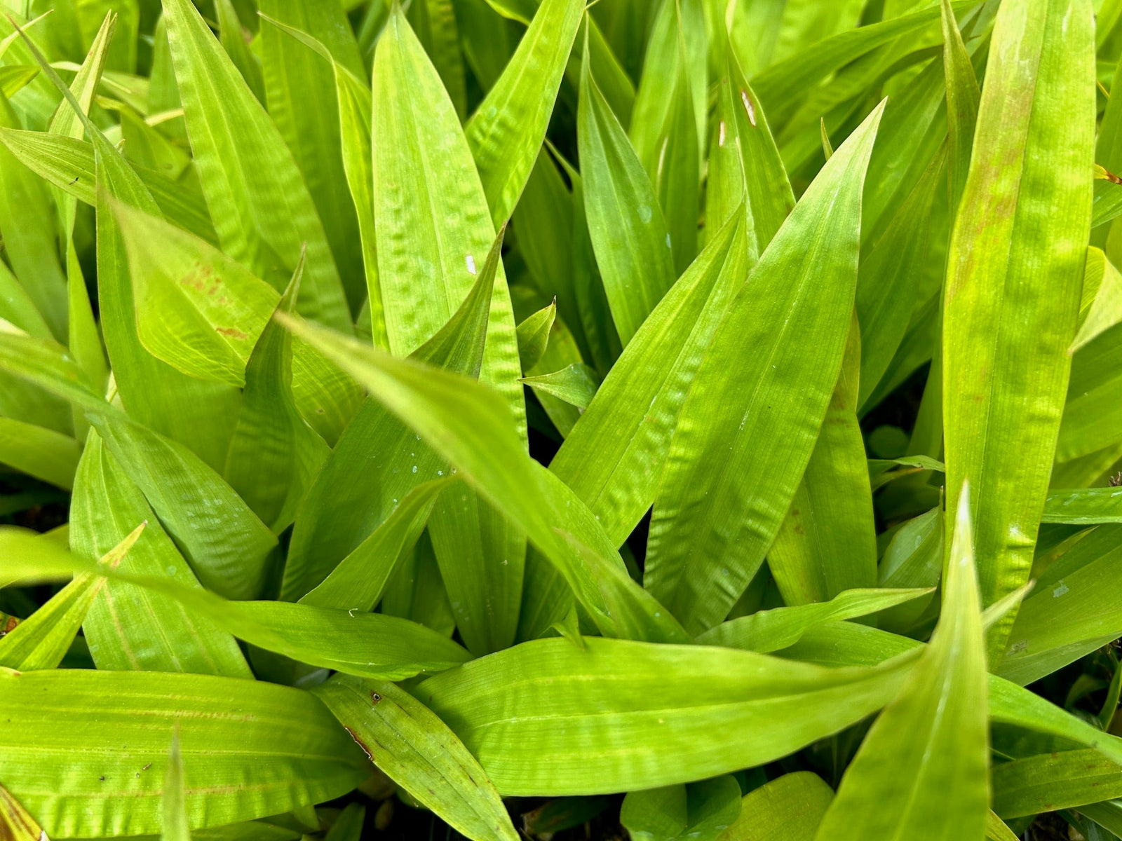 Carex scaposa (Cherry Blossom Sedge)