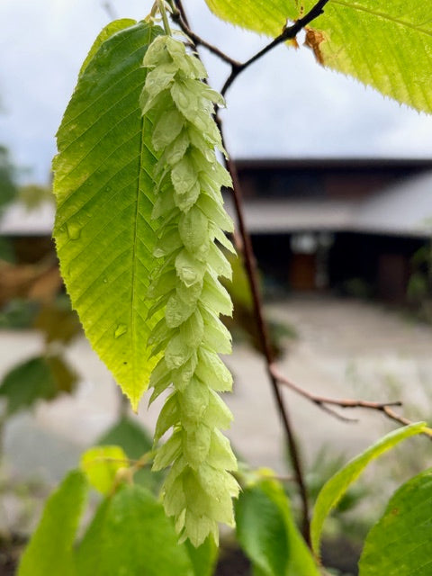 Carpinus fangiana  (Monkeytail Hornbeam)