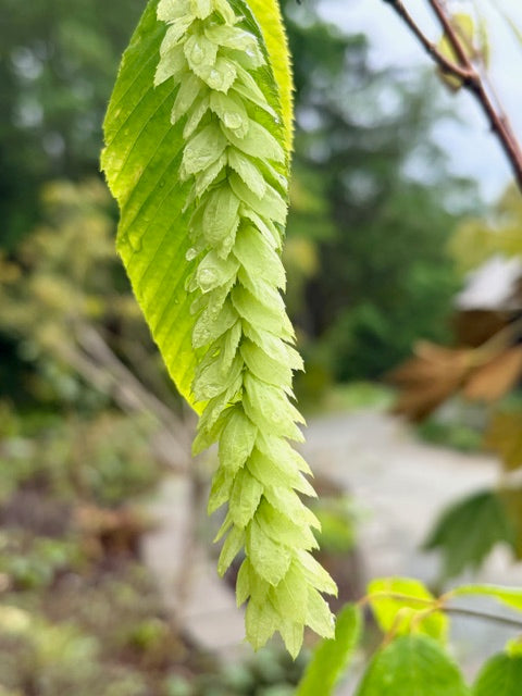 Carpinus fangiana  (Monkeytail Hornbeam)