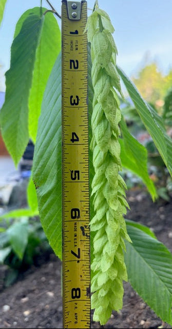 Carpinus fangiana  (Monkeytail Hornbeam)
