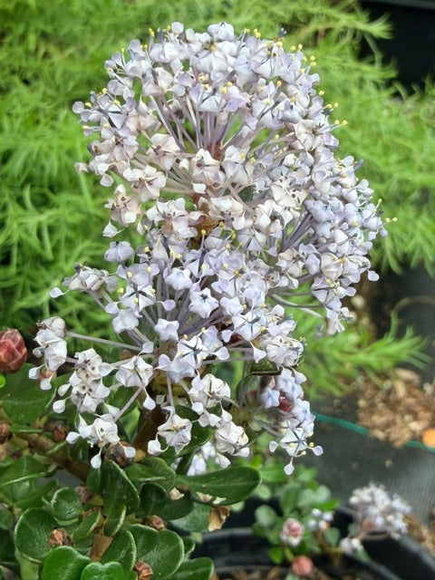 Ceanothus cuneatus (Wedgeleaf Ceanothus)