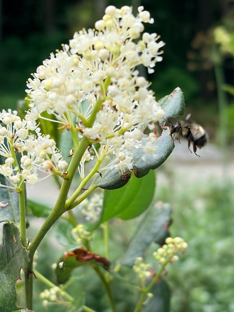 Ceanothus velutinus (Snowbrush)