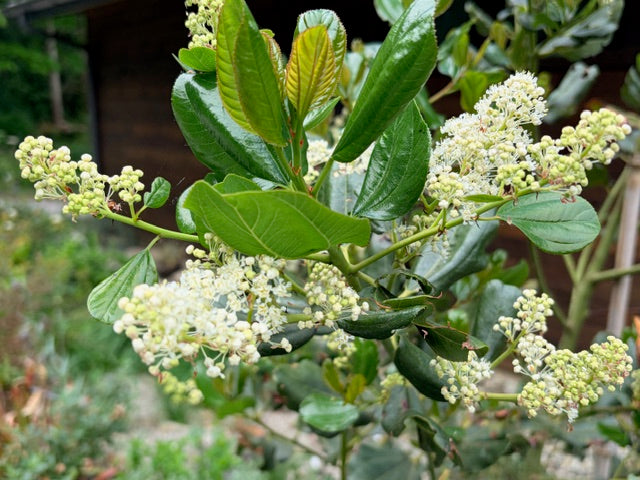 Ceanothus velutinus (Snowbrush)