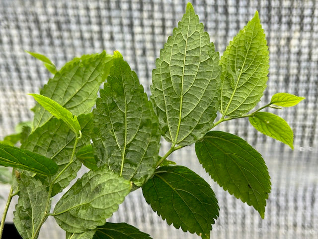 Celtis koraiensis (Korean Hackberry)