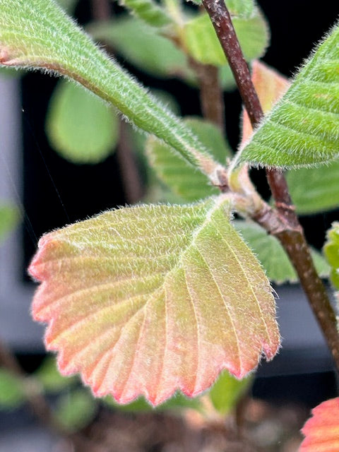 Cercocarpus betuloides  (Birchleaf Mountain Mahogany)