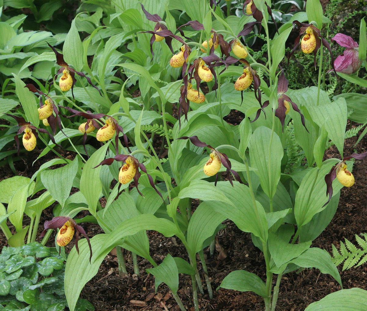 Cypripedium &#39;Chauncey&#39;  (Lady&#39;s Slipper Orchid)