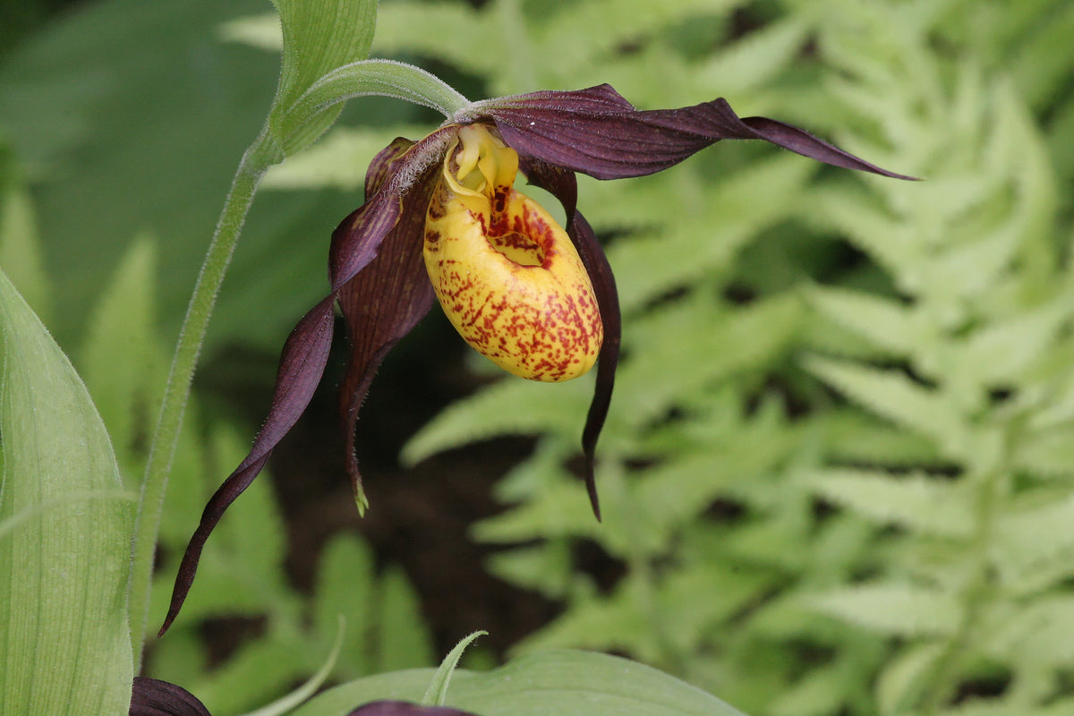 Cypripedium &#39;Chauncey&#39;  (Lady&#39;s Slipper Orchid)