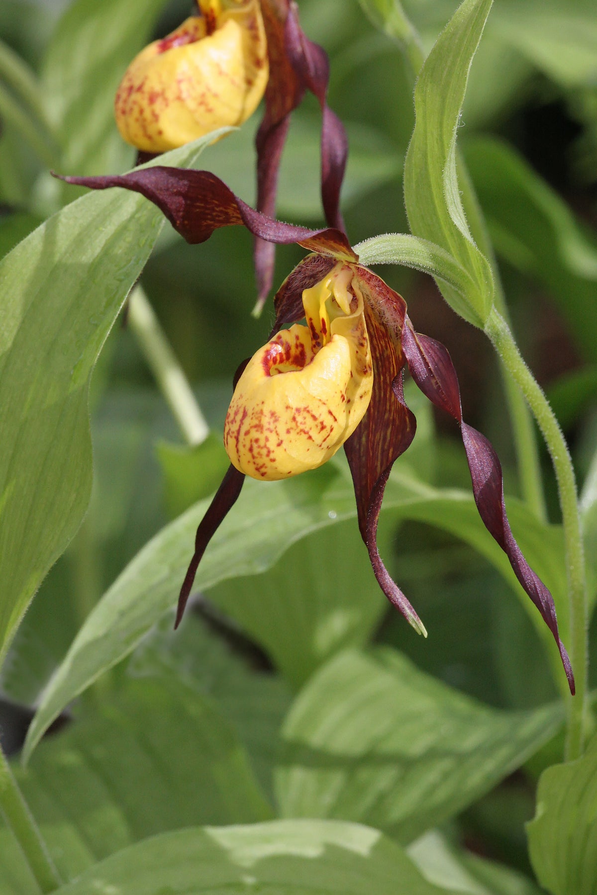 Cypripedium &#39;Chauncey&#39;  (Lady&#39;s Slipper Orchid)