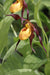 Cypripedium 'Chauncey'  (Lady's Slipper Orchid)