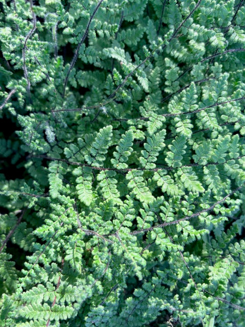Cheilanthes lanosa  (Hairy Lip Fern)