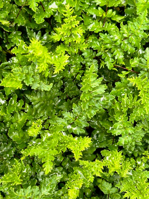 Cheilanthes sieberi  (Rock Fern)