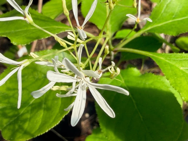 Chionanthus retusus (Chinese Fringe Tree)