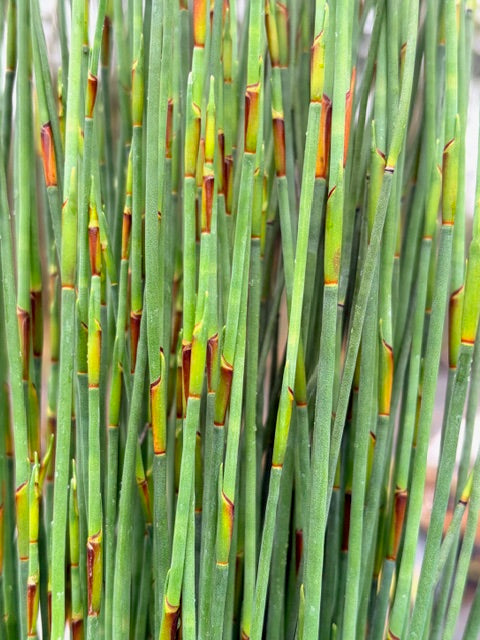 Chondropetalum tectorum (Small Cape Rush)