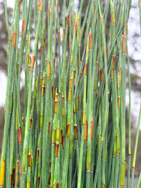 Chondropetalum tectorum (Small Cape Rush)