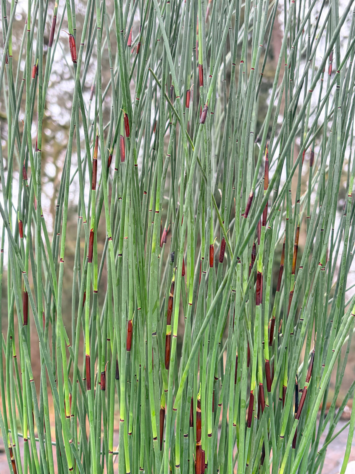 Chondropetalum tectorum Small Stem Form (Small Cape Rush)