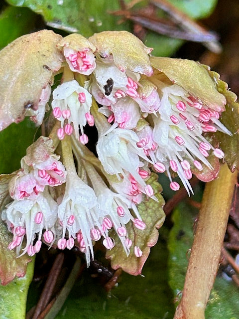 Chrysosplenium macrophyllum  (Giant Golden Saxifrage)