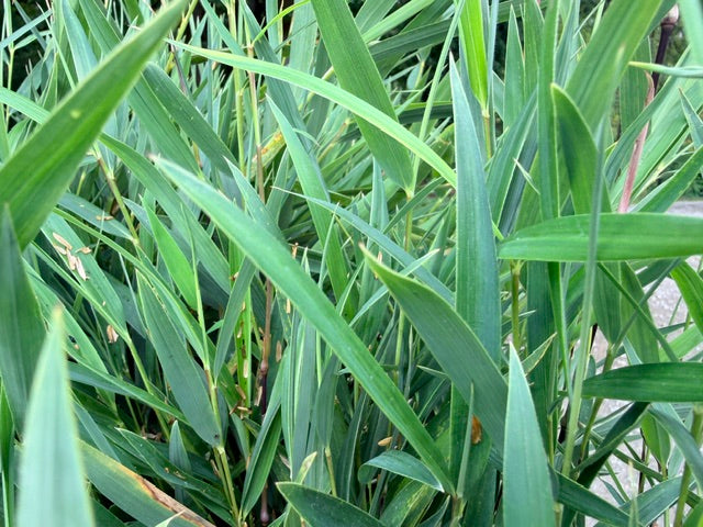 Chusquea culeou 'Cana Prieta'