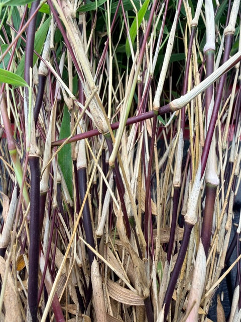Chusquea culeou 'Cana Prieta'