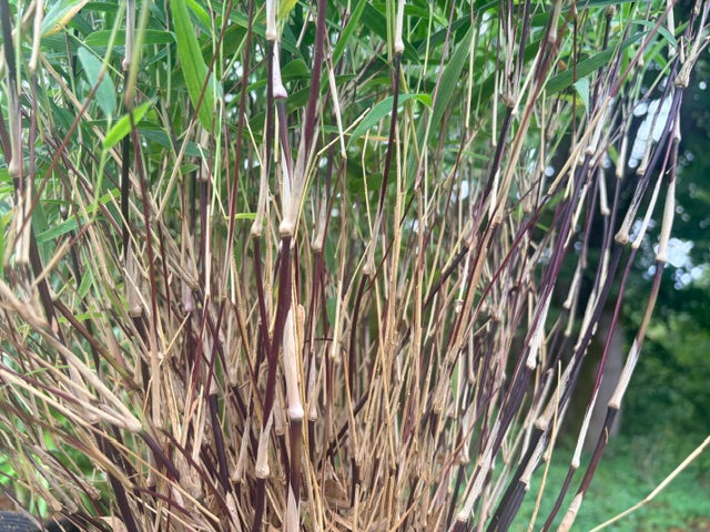 Chusquea culeou 'Cana Prieta'