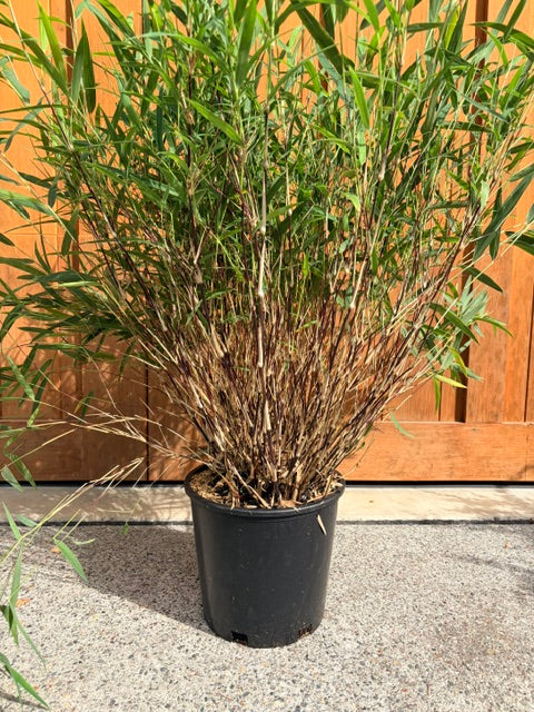 Chusquea culeou 'Cana Prieta'