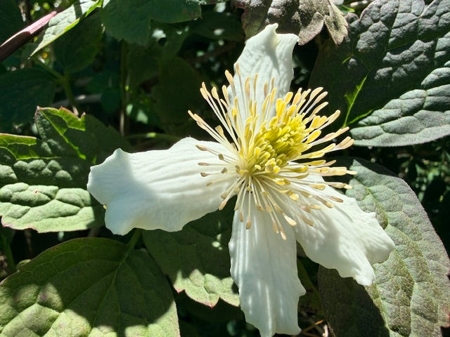 Clematis montana  ZHN15097 (Species Clematis)