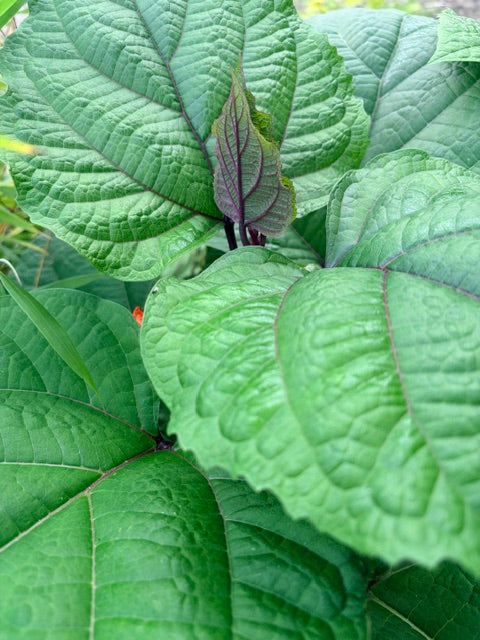 Clerodendron bungei  (Rose Glory Bower)