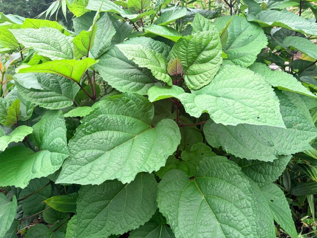 Clerodendron bungei  (Rose Glory Bower)