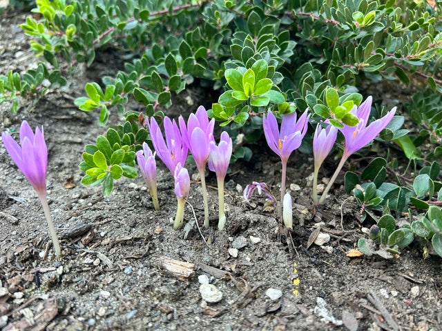Colchicum corsicum (Autumn Crocuse)