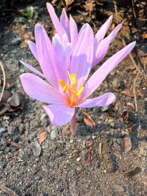 Colchicum corsicum (Autumn Crocuse)