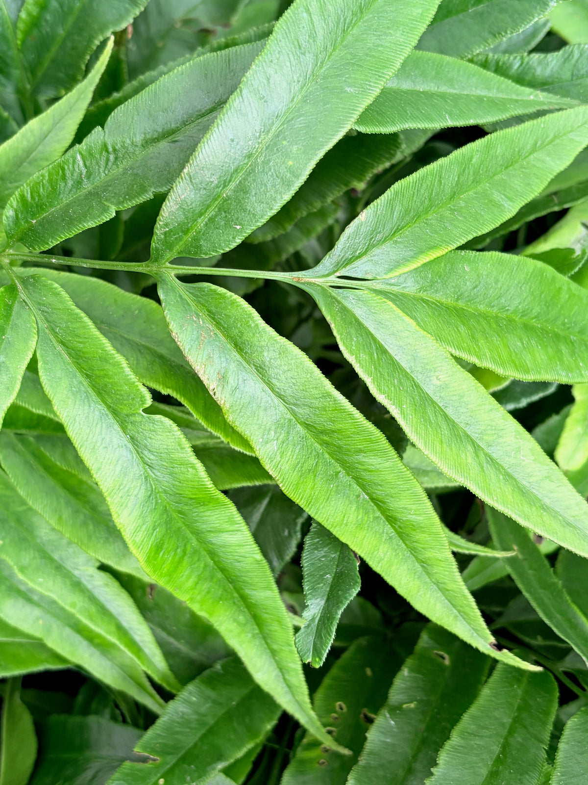 Coniogramme japonica (Bamboo Fern)
