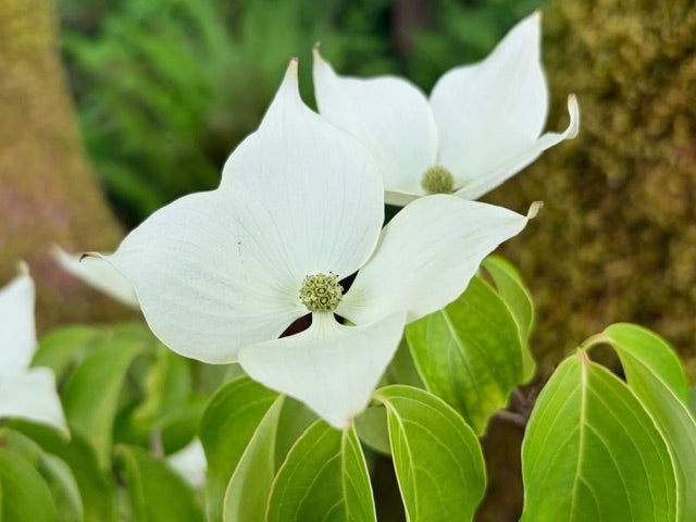 Cornus kousa var. chinensis 'Aiden's Mint Frost' (Variegated Weeping Dogwood)