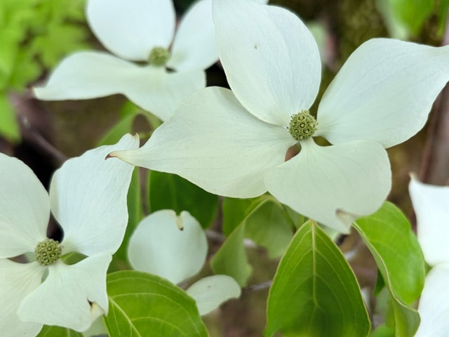 Cornus kousa var. chinensis 'Aiden's Mint Frost' (Variegated Weeping Dogwood)