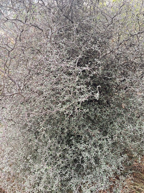 Corokia catoneaster  (Wire Netting Bush)