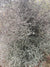 Corokia catoneaster  (Wire Netting Bush)