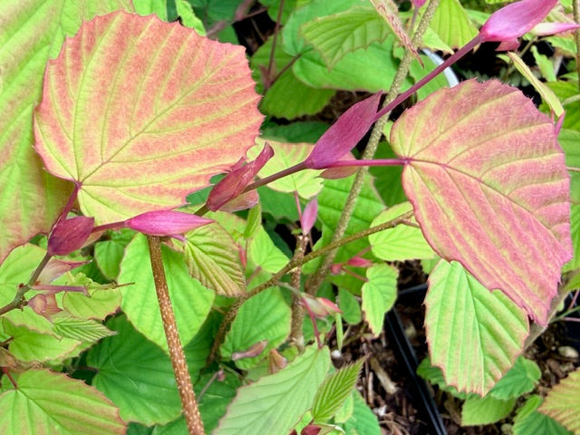 Corylopsis glaucophylla (Winterhazel)