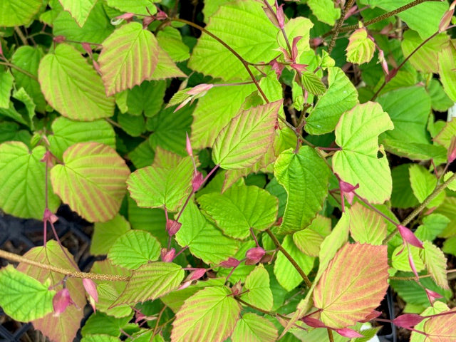 Corylopsis glaucophylla (Winterhazel)