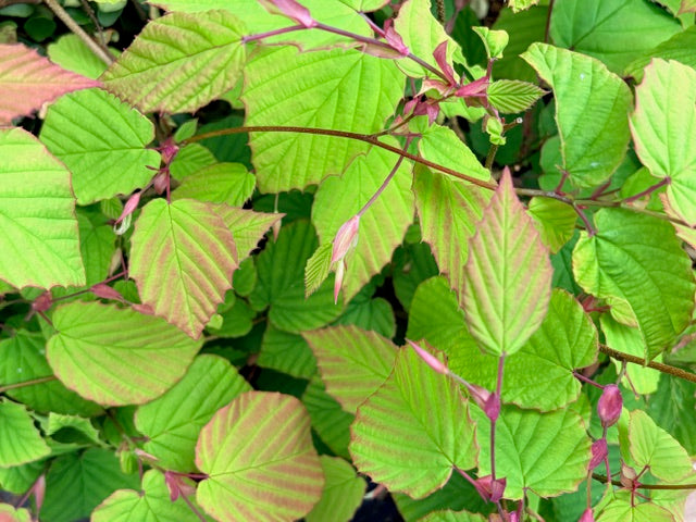 Corylopsis glaucophylla (Winterhazel)