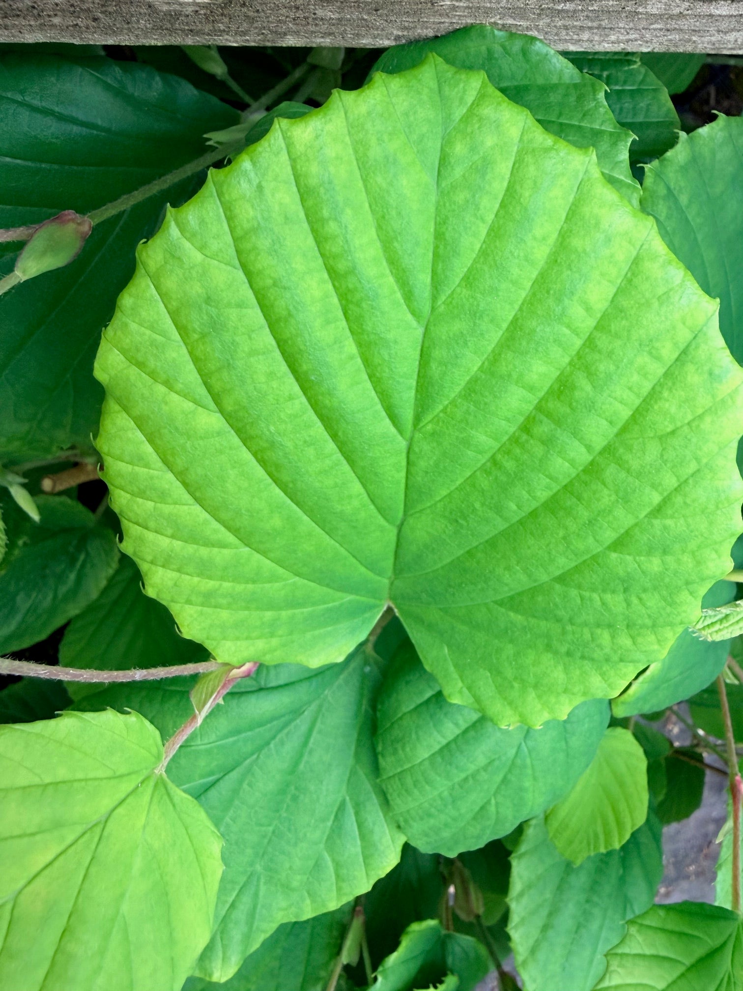 Corylopsis gotoana (Winterhazel)