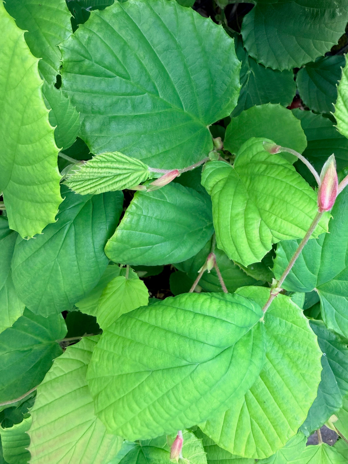 Corylopsis gotoana (Winterhazel)