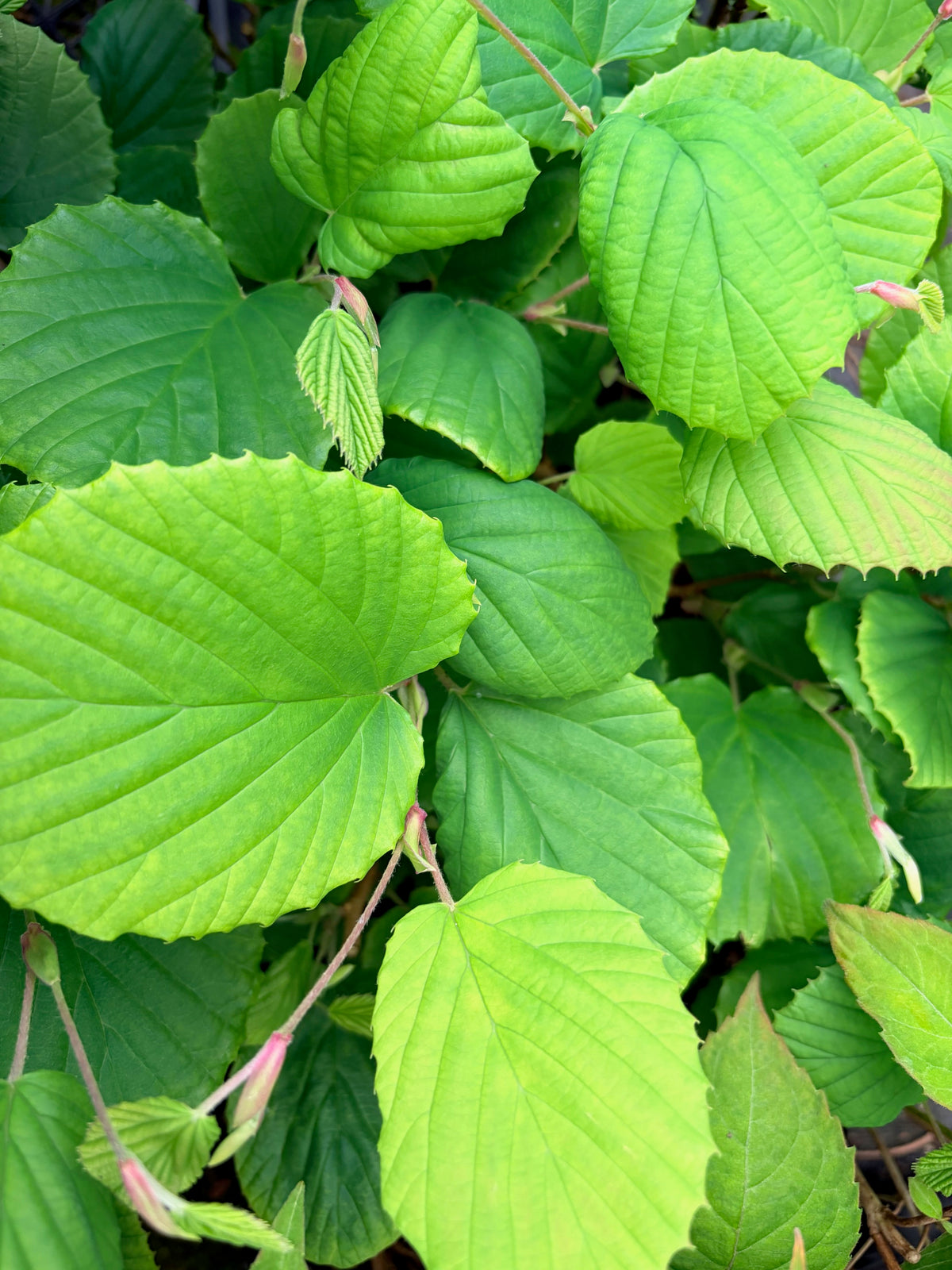 Corylopsis gotoana (Winterhazel)