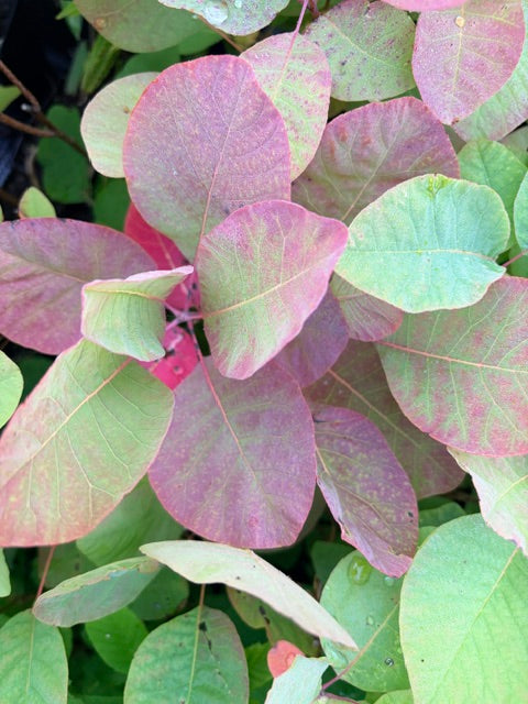 Cotinus obovatus (American Smoke Tree)