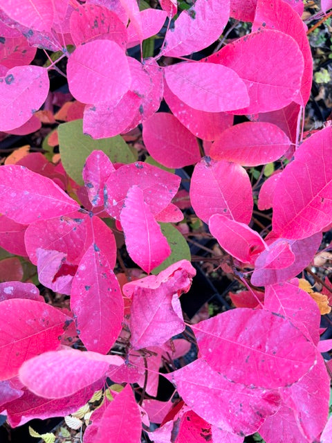 Cotinus obovatus (American Smoke Tree)